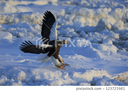 King of the sea, messenger of drift ice, Steller's sea eagle, photographed in Rausu Town, Menashi District, Hokkaido 123725981