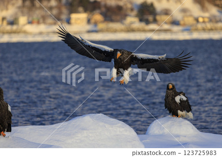 海上之王、流冰使者、虎頭海雕，拍攝於北海道目梨郡羅臼町 123725983