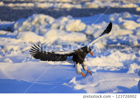 King of the sea, messenger of drift ice, Steller's sea eagle, photographed in Rausu Town, Menashi District, Hokkaido King of the sea, messenger of drift ice, Steller's sea eagle, photographed in Rausu Town, Menashi District, Hokkaido 123726002