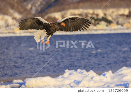 King of the sea, messenger of drift ice, Steller's sea eagle, photographed in Rausu Town, Menashi District, Hokkaido 123726009
