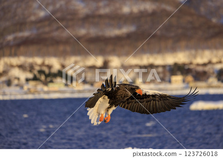 King of the sea, messenger of drift ice, Steller's sea eagle, photographed in Rausu Town, Menashi District, Hokkaido 123726018