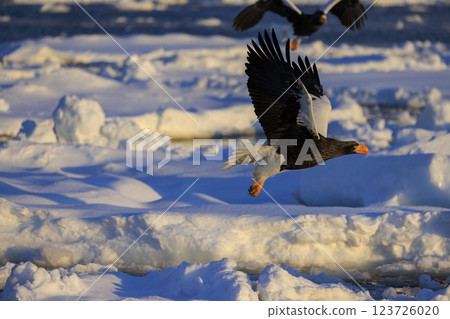 海上之王、流冰使者、虎頭海雕,拍攝於北海道目梨郡羅臼町 海上之王、流冰使者、虎頭海雕,拍攝於北海道目梨郡羅臼町 123726020