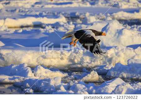 King of the sea, messenger of drift ice, Steller's sea eagle, photographed in Rausu Town, Menashi District, Hokkaido 123726022