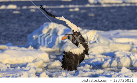 King of the sea, messenger of drift ice, Steller's sea eagle, photographed in Rausu Town, Menashi District, Hokkaido 123726031