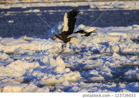 King of the sea, messenger of drift ice, Steller's sea eagle, photographed in Rausu Town, Menashi District, Hokkaido 123726033