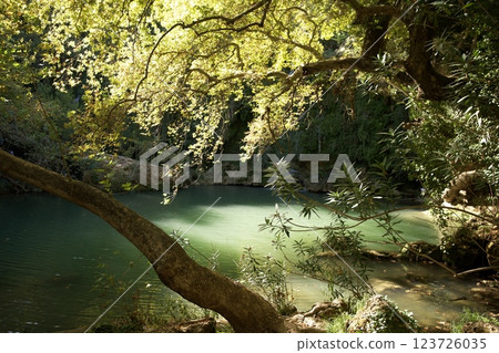 Sunlit forest pond with overhanging tree 123726035