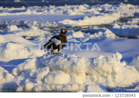 King of the sea, messenger of drift ice, Steller's sea eagle, photographed in Rausu Town, Menashi District, Hokkaido King of the sea, messenger of drift ice, Steller's sea eagle, photographed in Rausu Town, Menashi District, Hokkaido 123726043