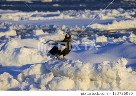 King of the sea, messenger of drift ice, Steller's sea eagle, photographed in Rausu Town, Menashi District, Hokkaido 123726050