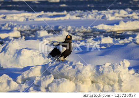 King of the sea, messenger of drift ice, Steller's sea eagle, photographed in Rausu Town, Menashi District, Hokkaido 123726057
