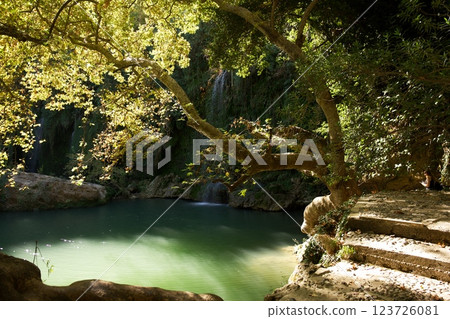 Sunlit Forest Pool with Overhanging Tree Branches  123726081
