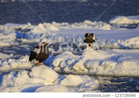 King of the sea, messenger of drift ice, Steller's sea eagle, photographed in Rausu Town, Menashi District, Hokkaido King of the sea, messenger of drift ice, Steller's sea eagle, photographed in Rausu Town, Menashi District, Hokkaido 123726098