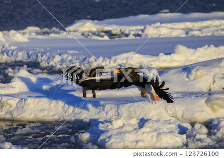 King of the sea, messenger of drift ice, Steller's sea eagle, photographed in Rausu Town, Menashi District, Hokkaido 123726100
