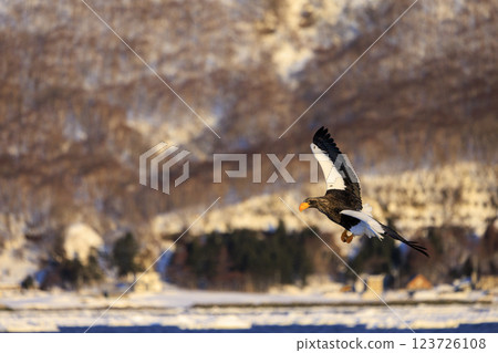 King of the sea, messenger of drift ice, Steller's sea eagle, photographed in Rausu Town, Menashi District, Hokkaido King of the sea, messenger of drift ice, Steller's sea eagle, photographed in Rausu Town, Menashi District, Hokkaido 123726108