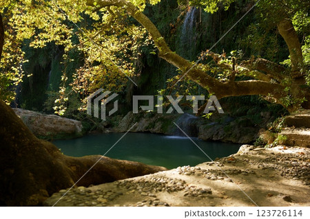 Sunlit Forest Pool with Overhanging Branches Sunlit Forest Pool with Overhanging Branches 123726114