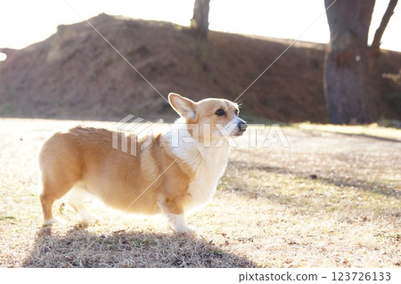 柯基犬 柯基犬 123726133