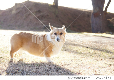 狗轉過身來 狗轉過身來 123726134