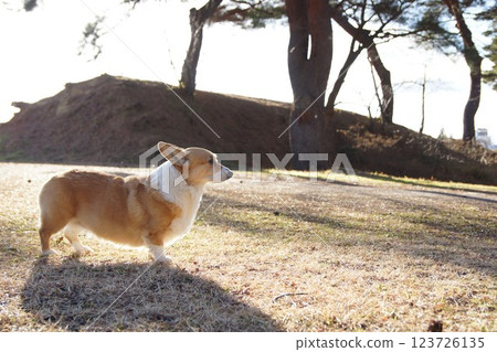 Corgi Corgi 123726135