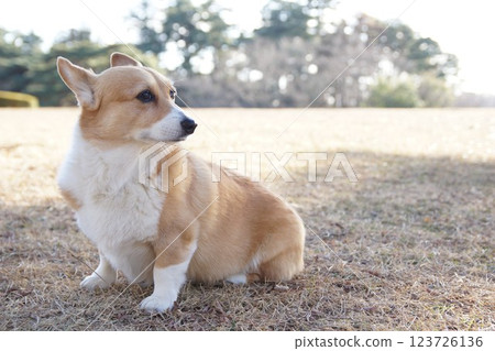 Sitting dog Sitting dog 123726136