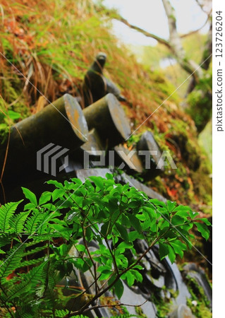 幼樹和蕨類植物葉子上美麗的透射光 123726204