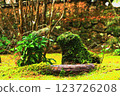 The vitality of a young tree growing from a fallen tree covered in moss 123726208