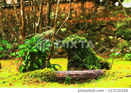 The vitality of a young tree growing from a fallen tree covered in moss 123726208