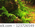 Ferns growing around the rocks 123726549