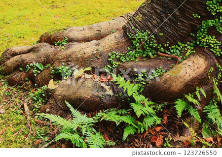 Ferns growing around old trees 123726550