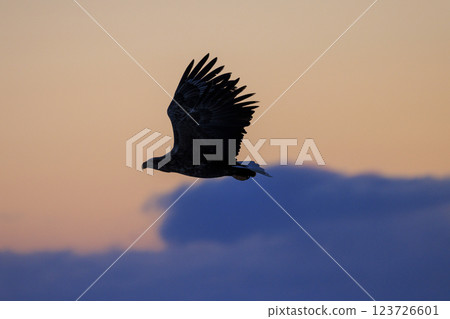 The drift ice messenger, the white-tailed eagle, photographed in Rausu Town, Menashi District, Hokkaido 123726601