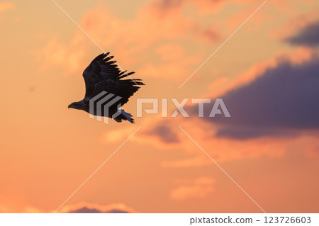 The drift ice messenger, the white-tailed eagle, photographed in Rausu Town, Menashi District, Hokkaido 123726603