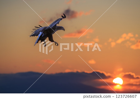 The drift ice messenger, the white-tailed eagle, photographed in Rausu Town, Menashi District, Hokkaido 123726607