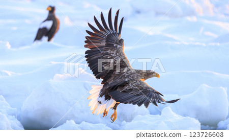 流冰使者白尾海雕,攝於北海道目梨郡羅臼町 流冰使者白尾海雕,攝於北海道目梨郡羅臼町 123726608