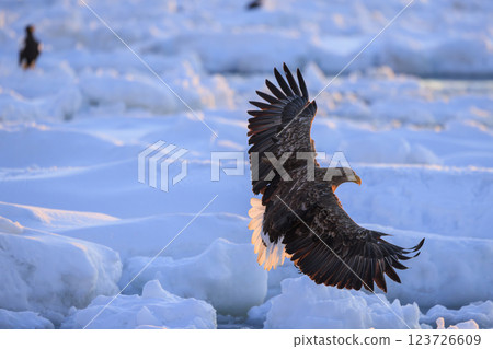 流冰使者白尾海雕，攝於北海道目梨郡羅臼町 123726609
