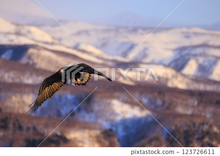 The drift ice messenger, the white-tailed eagle, photographed in Rausu Town, Menashi District, Hokkaido The drift ice messenger, the white-tailed eagle, photographed in Rausu Town, Menashi District, Hokkaido 123726611