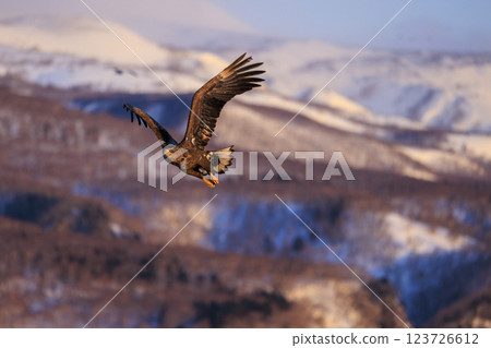 The drift ice messenger, the white-tailed eagle, photographed in Rausu Town, Menashi District, Hokkaido The drift ice messenger, the white-tailed eagle, photographed in Rausu Town, Menashi District, Hokkaido 123726612