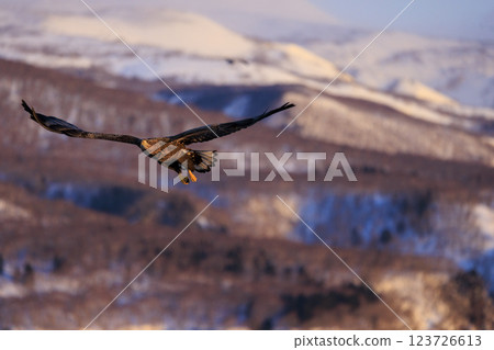 流冰使者白尾海雕,攝於北海道目梨郡羅臼町 流冰使者白尾海雕,攝於北海道目梨郡羅臼町 123726613