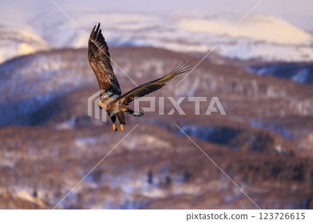 The drift ice messenger, the white-tailed eagle, photographed in Rausu Town, Menashi District, Hokkaido The drift ice messenger, the white-tailed eagle, photographed in Rausu Town, Menashi District, Hokkaido 123726615