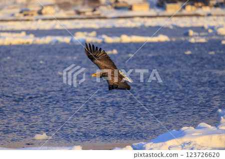 The drift ice messenger, the white-tailed eagle, photographed in Rausu Town, Menashi District, Hokkaido The drift ice messenger, the white-tailed eagle, photographed in Rausu Town, Menashi District, Hokkaido 123726620