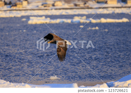 The drift ice messenger, the white-tailed eagle, photographed in Rausu Town, Menashi District, Hokkaido The drift ice messenger, the white-tailed eagle, photographed in Rausu Town, Menashi District, Hokkaido 123726621