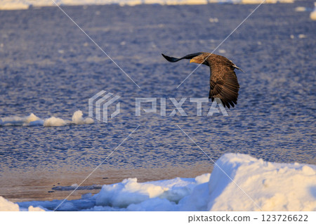 The drift ice messenger, the white-tailed eagle, photographed in Rausu Town, Menashi District, Hokkaido 123726622