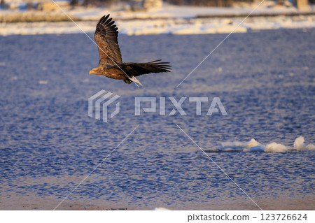 The drift ice messenger, the white-tailed eagle, photographed in Rausu Town, Menashi District, Hokkaido The drift ice messenger, the white-tailed eagle, photographed in Rausu Town, Menashi District, Hokkaido 123726624