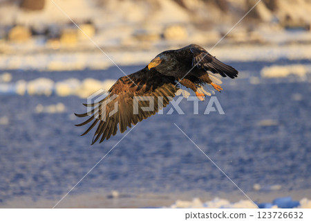 The drift ice messenger, the white-tailed eagle, photographed in Rausu Town, Menashi District, Hokkaido The drift ice messenger, the white-tailed eagle, photographed in Rausu Town, Menashi District, Hokkaido 123726632