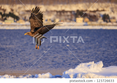 The drift ice messenger, the white-tailed eagle, photographed in Rausu Town, Menashi District, Hokkaido 123726633
