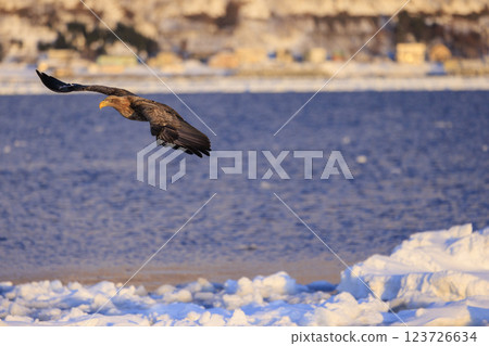The drift ice messenger, the white-tailed eagle, photographed in Rausu Town, Menashi District, Hokkaido 123726634