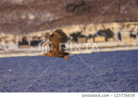 The drift ice messenger, the white-tailed eagle, photographed in Rausu Town, Menashi District, Hokkaido 123726639