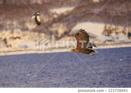 The drift ice messenger, the white-tailed eagle, photographed in Rausu Town, Menashi District, Hokkaido 123726641