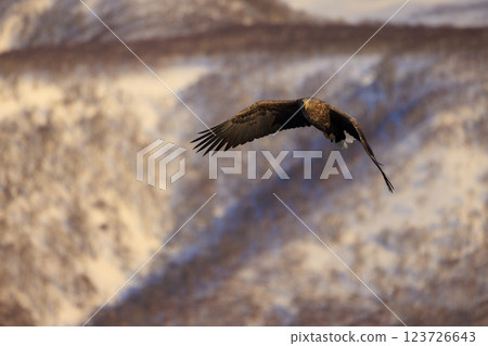 The drift ice messenger, the white-tailed eagle, photographed in Rausu Town, Menashi District, Hokkaido The drift ice messenger, the white-tailed eagle, photographed in Rausu Town, Menashi District, Hokkaido 123726643