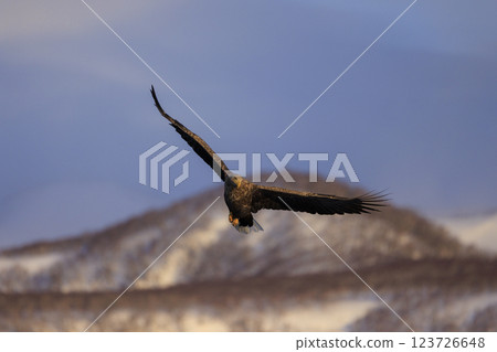 The drift ice messenger, the white-tailed eagle, photographed in Rausu Town, Menashi District, Hokkaido 123726648