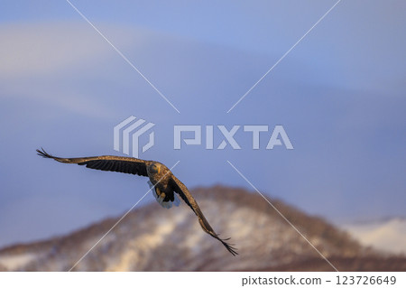 The drift ice messenger, the white-tailed eagle, photographed in Rausu Town, Menashi District, Hokkaido The drift ice messenger, the white-tailed eagle, photographed in Rausu Town, Menashi District, Hokkaido 123726649