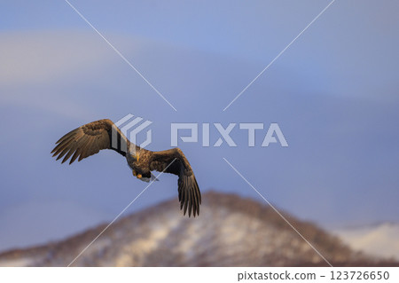 The drift ice messenger, the white-tailed eagle, photographed in Rausu Town, Menashi District, Hokkaido The drift ice messenger, the white-tailed eagle, photographed in Rausu Town, Menashi District, Hokkaido 123726650