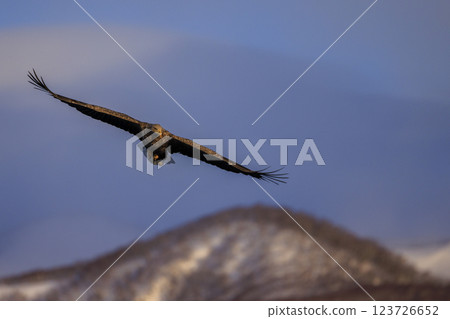 The drift ice messenger, the white-tailed eagle, photographed in Rausu Town, Menashi District, Hokkaido 123726652